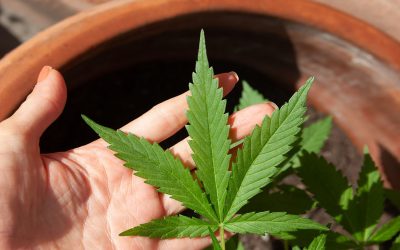 กัญชา สายพันธ์ไทยดีจริงหรือ