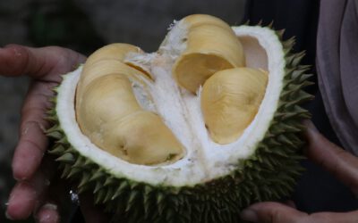 3 สิ่งต้องรู้ ทุเรียนไม่ควรกินกับอะไร ห้ามกินทุเรียนกับอะไร
