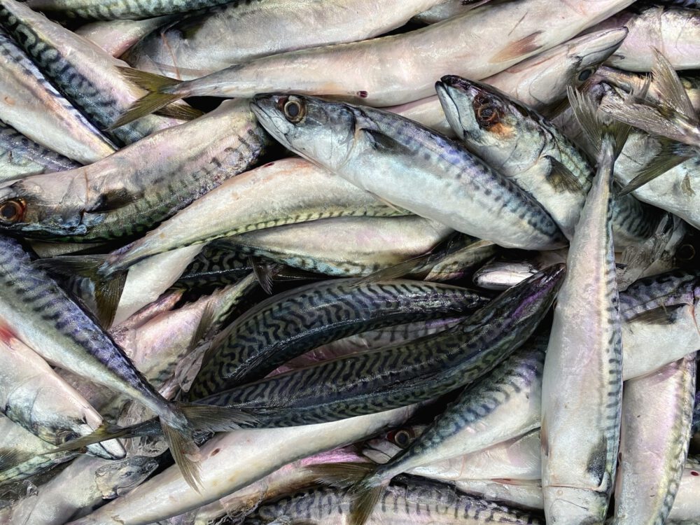 ปลาทูกับปลาทูน่า ต่างกันอย่างไร ปลาชนิดไหนมีประโยชน์กว่ากัน
